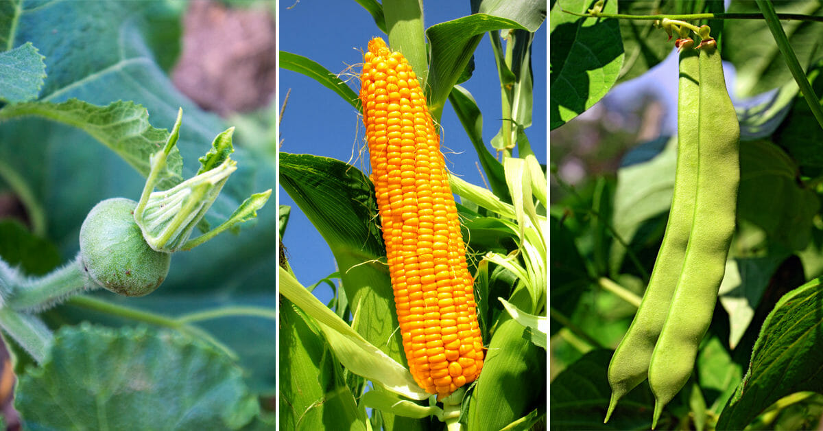 three sisters garden planting corn squash beans