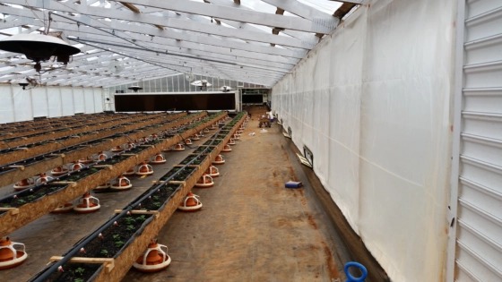 Plants growing in a greenhouse.