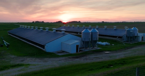 Two hog barns.